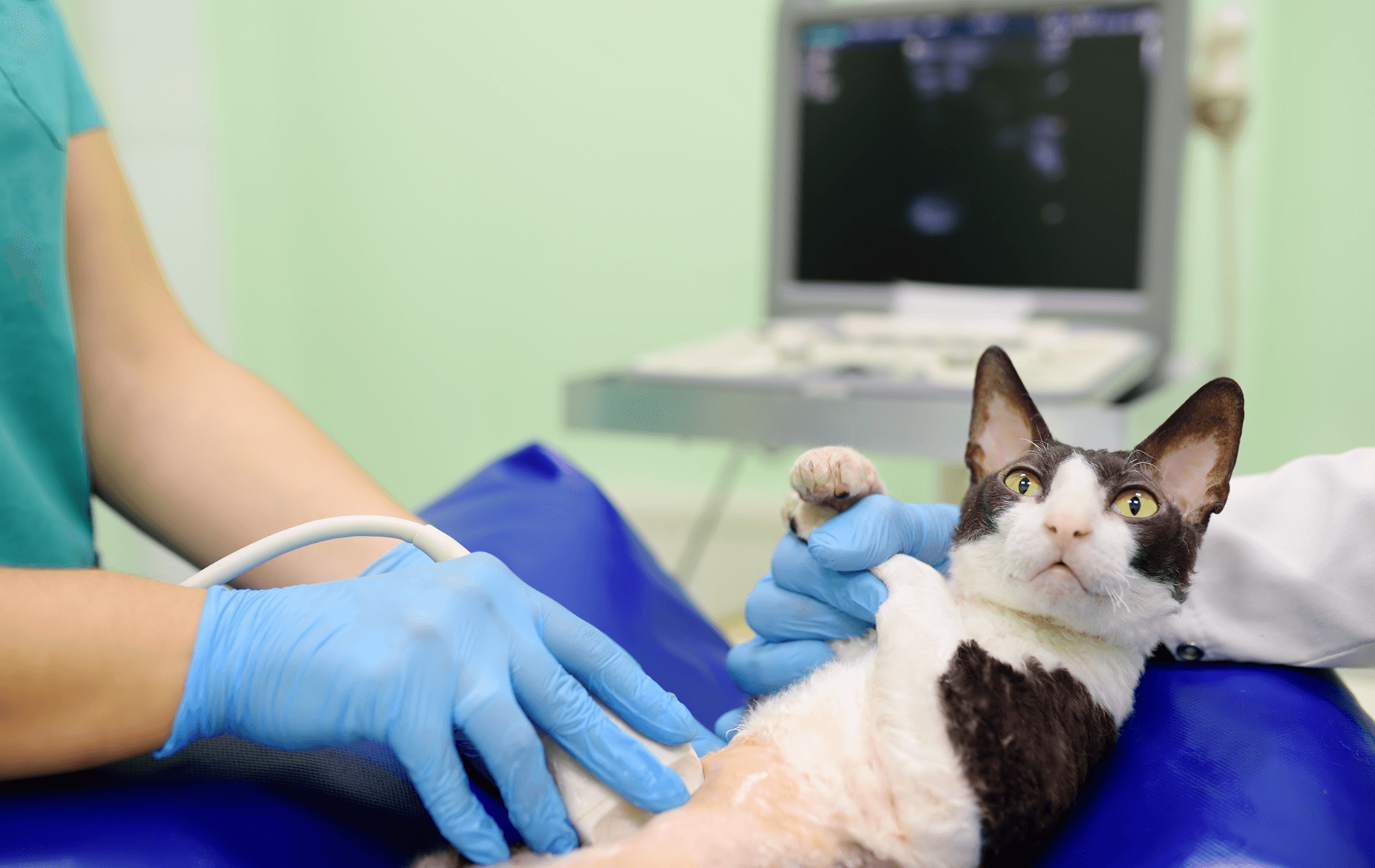 A cat being examined by a veterinarian