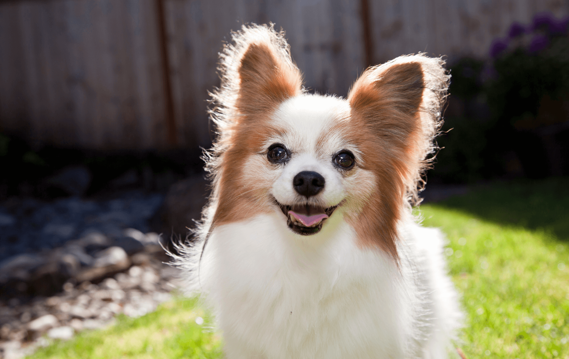 Veterinary Appointment In Lake Placid, NY Lake Placid AH