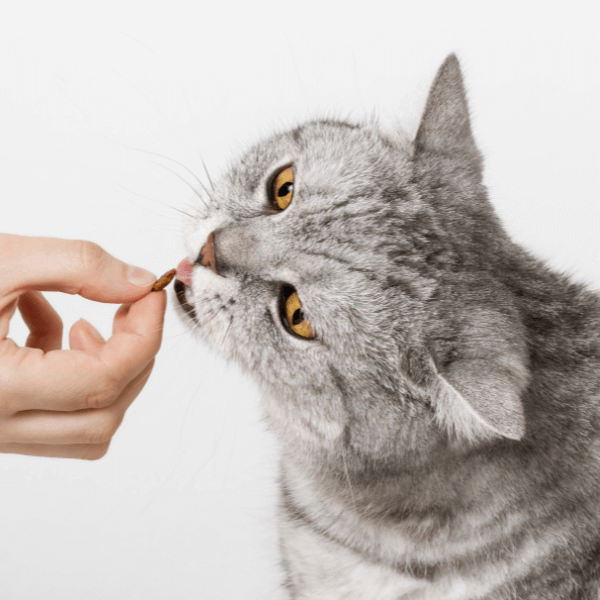 A cat eating a piece of food