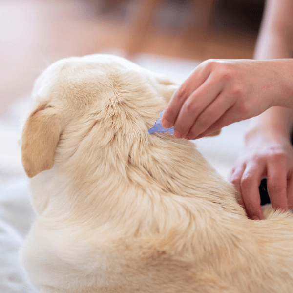 A person give drops to dog for parasite prevention