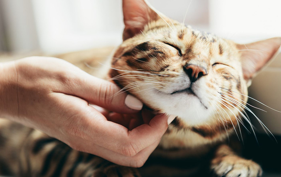 A person petting a cat